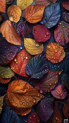 colorful leaves with drops of water on them