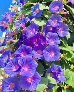 many purple flowers are growing on the side of a building with blue sky in the background