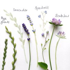 the different types of flowers are shown in this image, including lavenders and seaweed