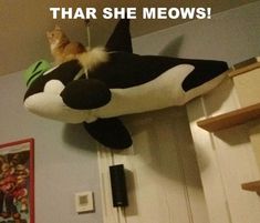 an orca whale stuffed animal hanging from the ceiling with caption that reads, that she meows