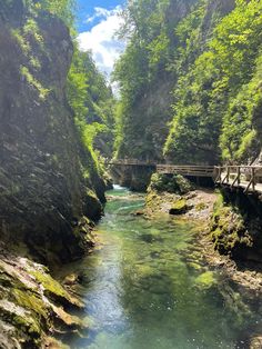 a river flowing through a lush green forest