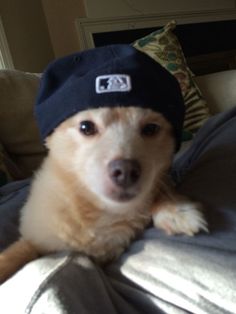 a dog wearing a hat laying on top of a couch