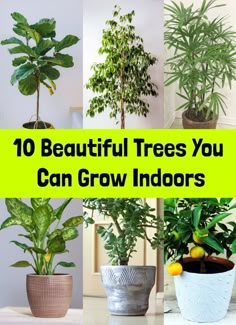 there are many different types of trees in the house that can be used as indoor plants