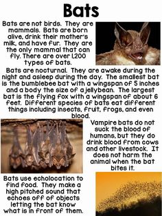 bats are the most dangerous animals in the world, and they can be found on land