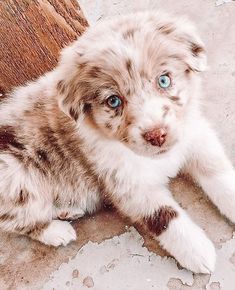 a puppy with blue eyes laying on the ground