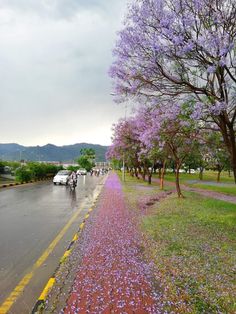 purple flowers are growing on the side of the road as motorcyclists ride by