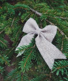 a white bow on top of a pine tree