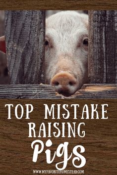 a pig sticking its head through a fence with the words top mistke raising pigs