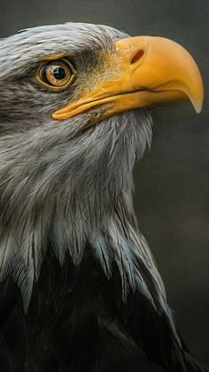 an eagle is looking at the camera while it's close up