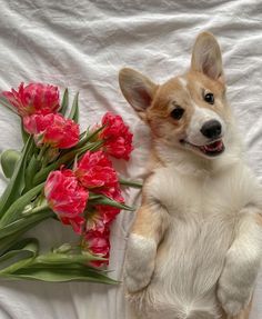 a small dog standing on its hind legs next to some pink flowers and tulips