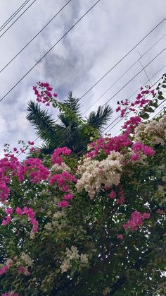 pink and white flowers are blooming on the side of a building with power lines in the background