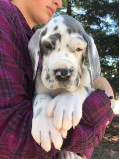 a woman is holding a puppy in her arms while she looks at the camera with an intense look on her face