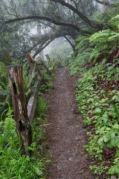 a path in the woods with trees and bushes on both sides, surrounded by fog