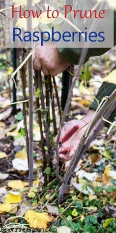 how to prune raspberries in the garden