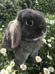 a small rabbit sitting in the grass surrounded by daisies