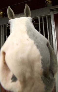 the head of a white and gray horse in a stall with bars on it's sides