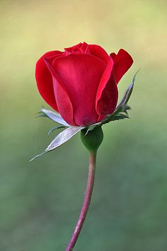 Red rose bud - perfect Single Red Rose, Beautiful Red Roses, Rose Images, Red Rose Flower, Rose Pictures, Hybrid Tea Roses, Rose Bud, Beautiful Flowers Wallpapers, Beautiful Rose Flowers