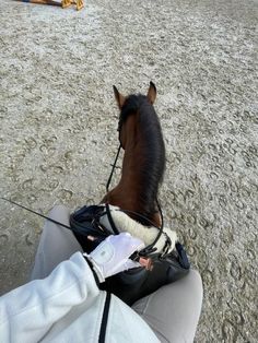 a brown horse standing on top of a sandy beach next to a person wearing gloves