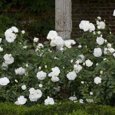 white roses are blooming in the garden next to a brick wall and shrubbery