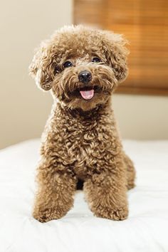 a small brown dog sitting on top of a bed