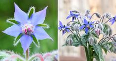 two pictures one with blue flowers and the other with green leaves