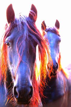 two horses with long manes standing next to each other