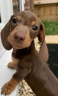 a small brown dachshund puppy standing on top of a window sill