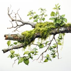 moss growing on the branch of a tree with leaves and branches in front of it