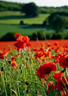 a field full of red flowers and green grass