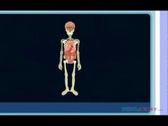 the human body is made up of bones and muscles