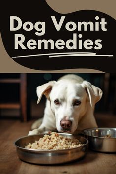 a white dog eating food out of a bowl on top of a wooden table with the words dog vomit remedies above it