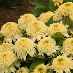 yellow and white flowers with green leaves in the background