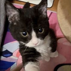 a black and white cat sitting on top of a pink rug