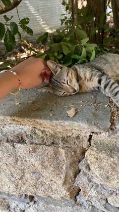 a cat laying on top of a stone wall next to a person's hand