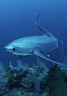 a large white shark swimming in the ocean