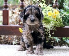 a small black and brown dog sitting on top of a white floor next to flowers