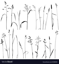 black and white silhouettes of tall grass