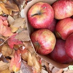 a paper bag filled with red apples sitting on top of leaf covered ground next to leaves