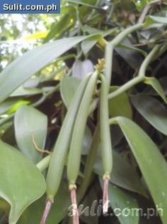 some green leaves are hanging from a tree