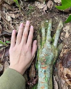 a person's hand next to a tree stump in the woods with moss growing on it