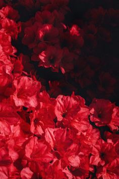 Señorita - Flowers In Print - Fine Art Wall Print Red Azaleas, Spanish Holidays, The White Princess, Cumulus Clouds, Montclair Nj, Red Painting, Gothic Aesthetic, Natural Wood Frames, Spring Blooms