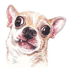 a drawing of a small dog with big eyes