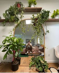 some plants are hanging from the ceiling in front of a mirror and on top of a table