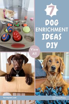 photo collage of dog enrichment ideas for bored dog from Dog Enrichment Ideas Indoor to Mental Stimulation For Dogs Diy Dog Enrichment Ideas Brain Games, Puppy Enrichment, Mental Stimulation For Dogs, Stimulation For Dogs, Dog Enrichment Ideas, Dog Boredom Buster, White Fluffy Dog, Pet Supplies Organization, Puppy Puzzle