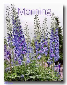 purple flowers with the words morning on it