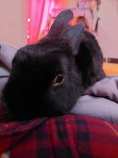 a black rabbit laying on top of a bed