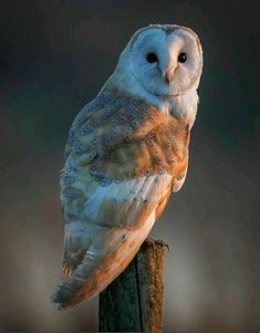 an owl sitting on top of a wooden post