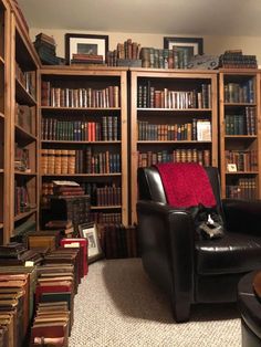 a cat is sitting in a chair in front of a bookcase full of books