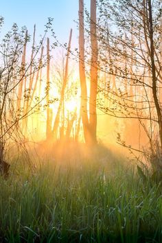 the sun is shining through the trees in the forest with tall grass and weeds on the ground