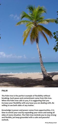 a palm tree on the beach with an ocean in the background and a quote about palm trees